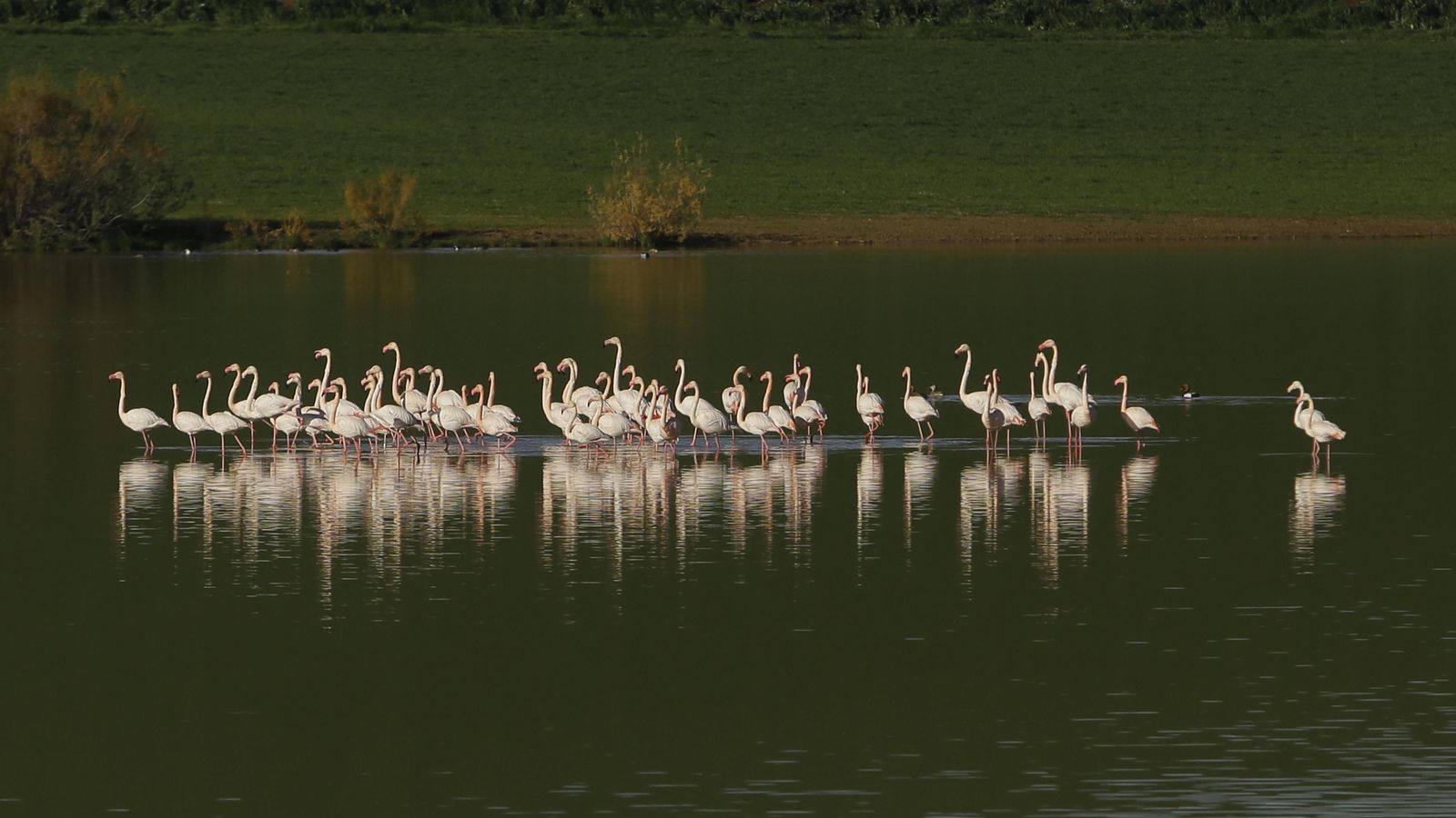 Flamencos en la Laguna Dulce de Campillos.