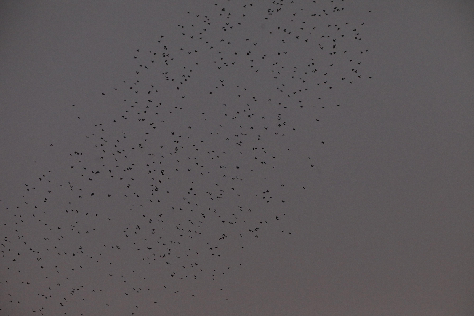 Las aves que habitan en Los Sotos de la Albolafia de Córdoba, en fotografías