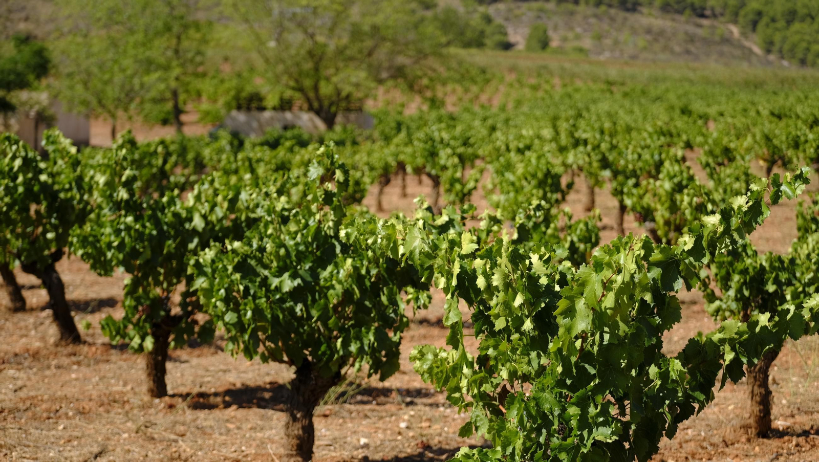 La vendimia en la Bodega Cortijo del Cura de Laujar, en imágenes