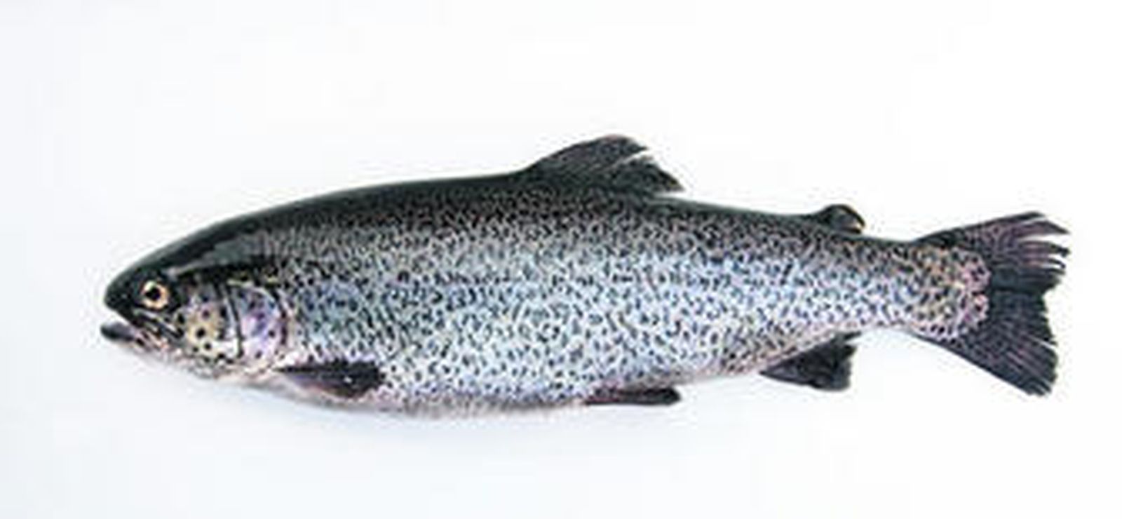 Tesoros en los ríos