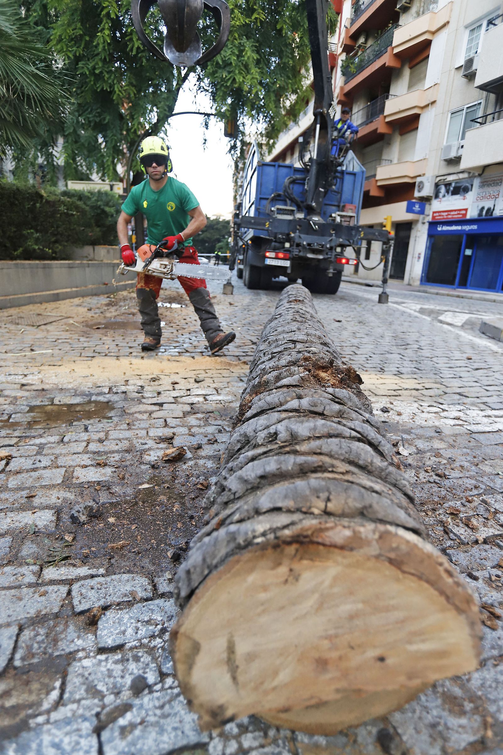 Imágenes de la tala de la emblemática Palmera de Huelva