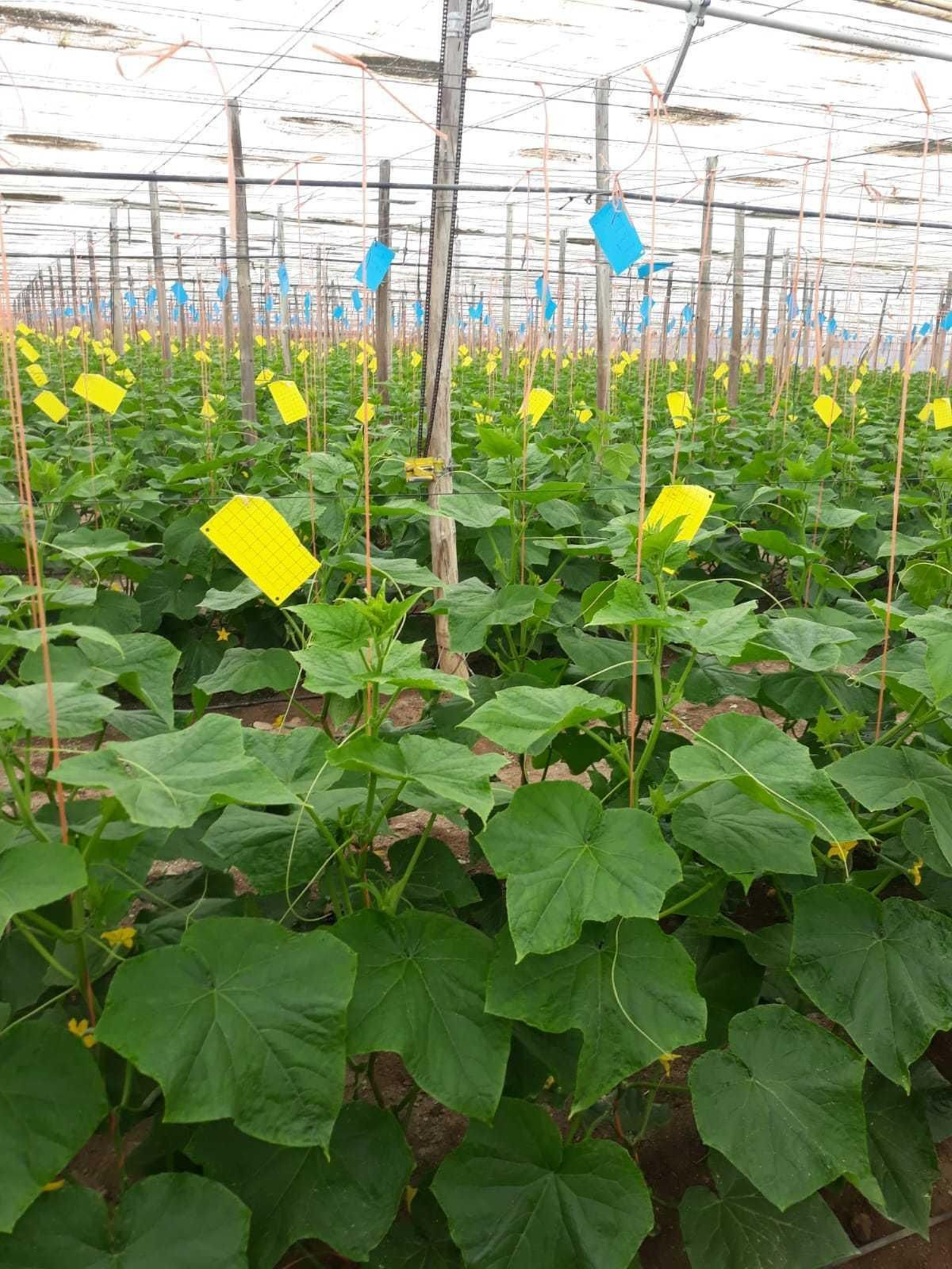 La Finca Experimental de Vellsam cuenta con 14.000 metros cuadrados y dispone de pimiento y pepino.