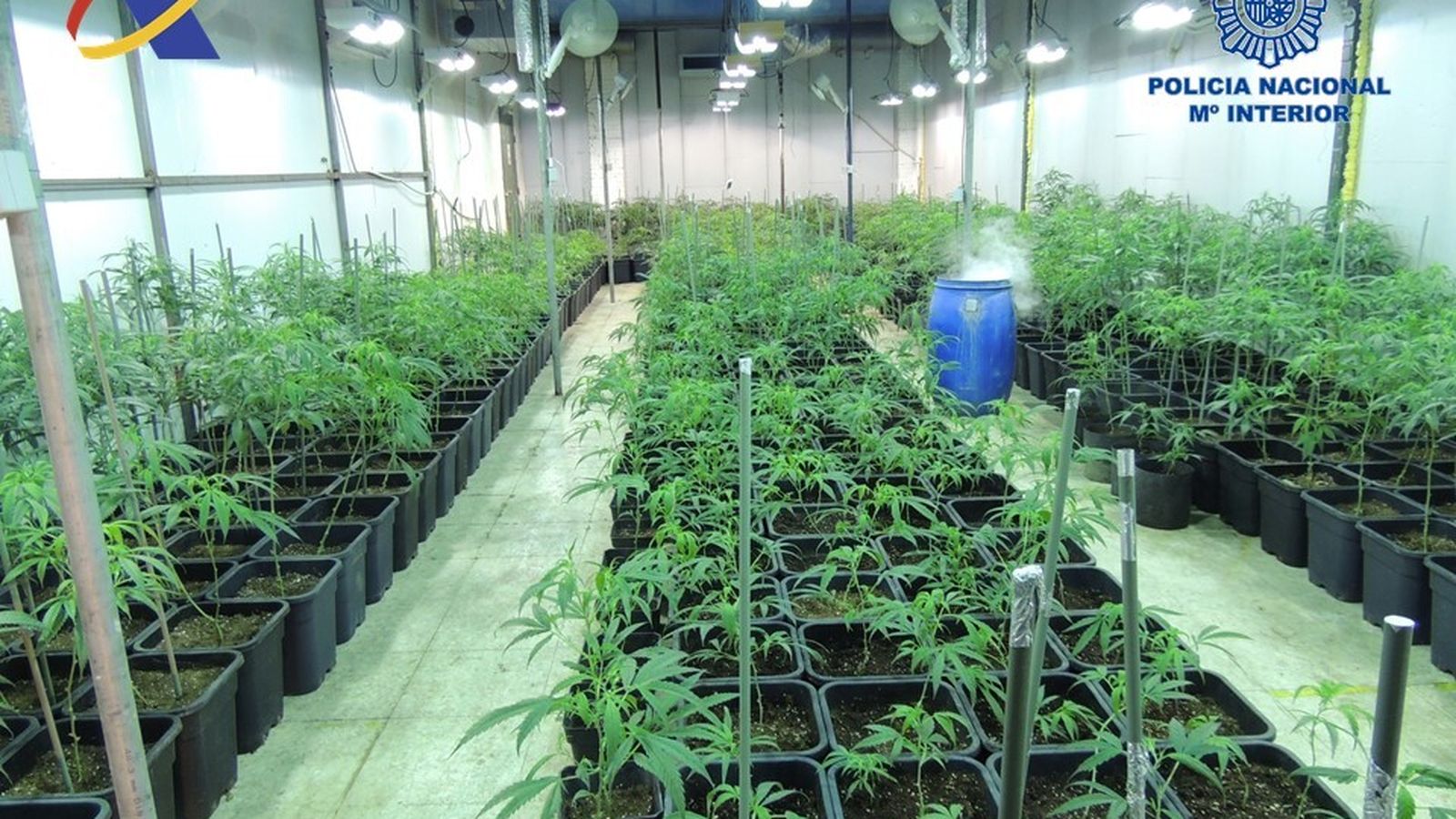 Las plantas encontradas en una nave industrial.