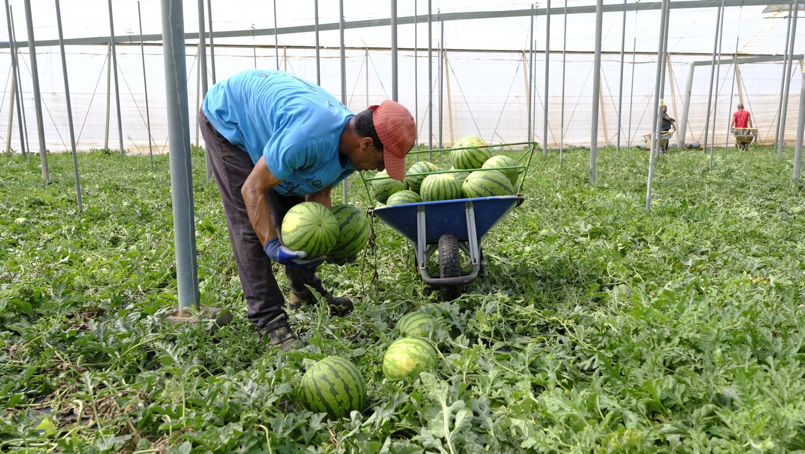 Imágenes de las primeras sandías que salen de Almería esta campaña