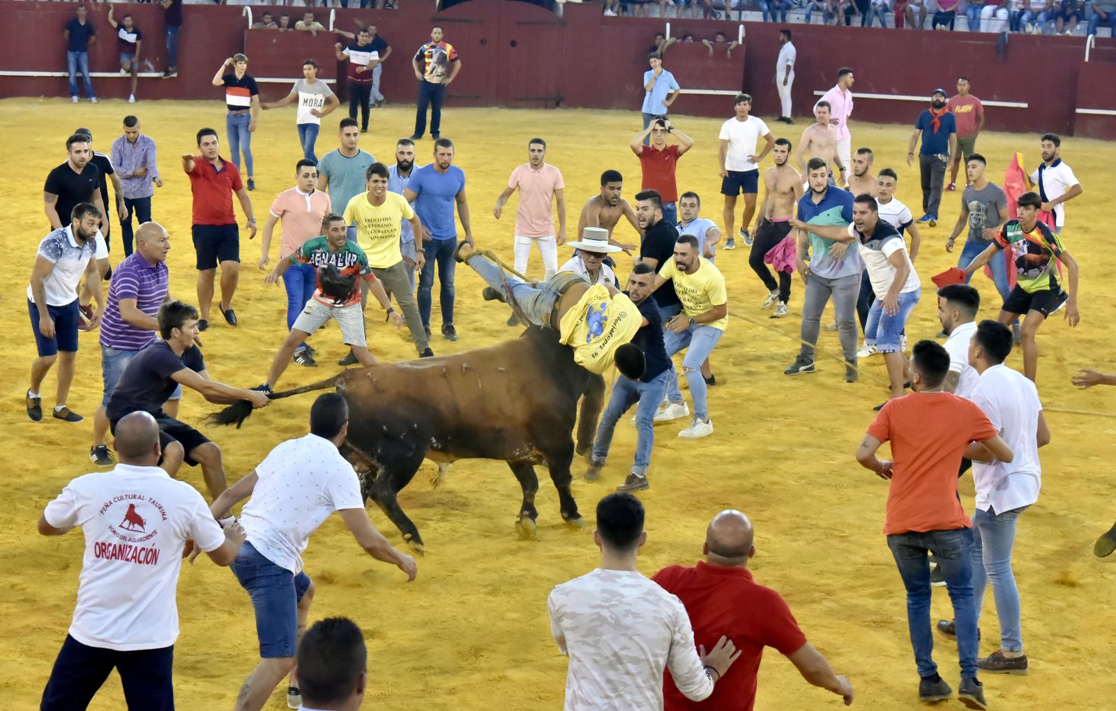 Toro del Aguardiente