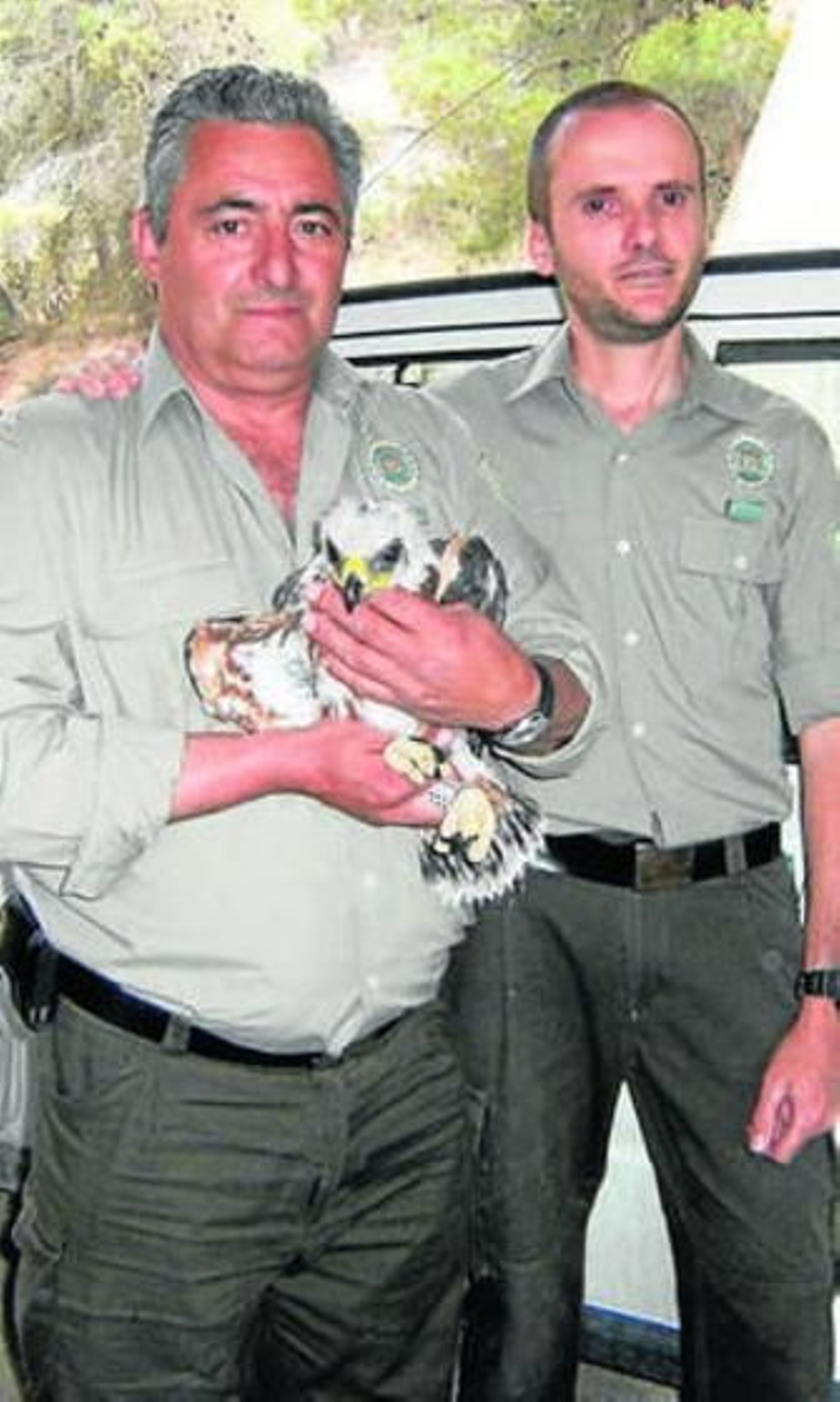 Águila perdicera capturada.