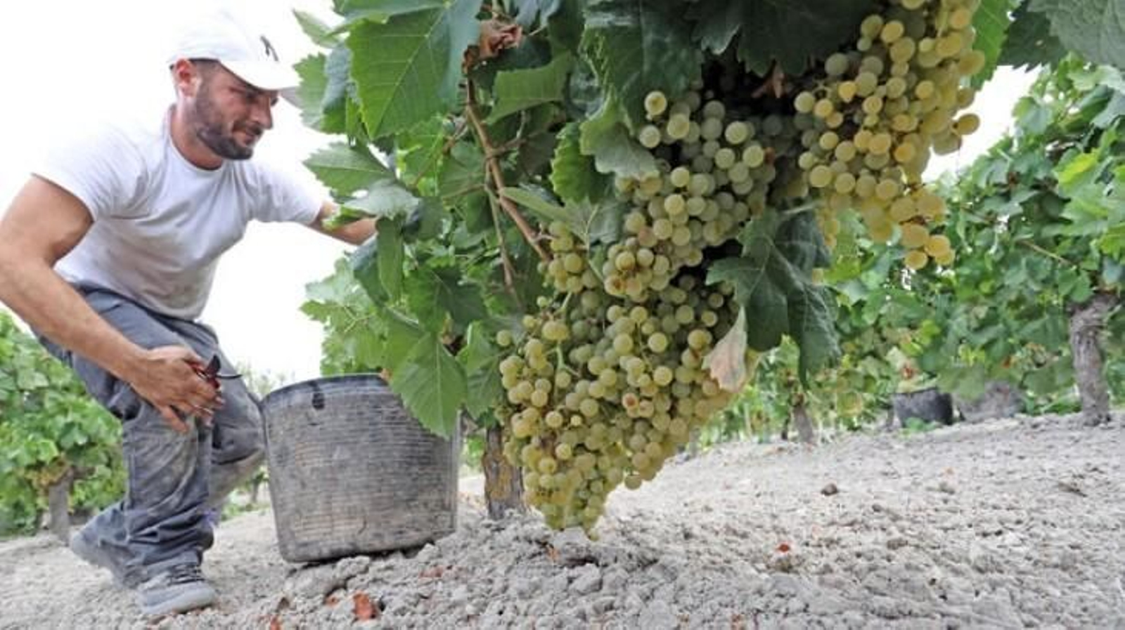 Verndimia a mano en una viña del Marco de Jerez.