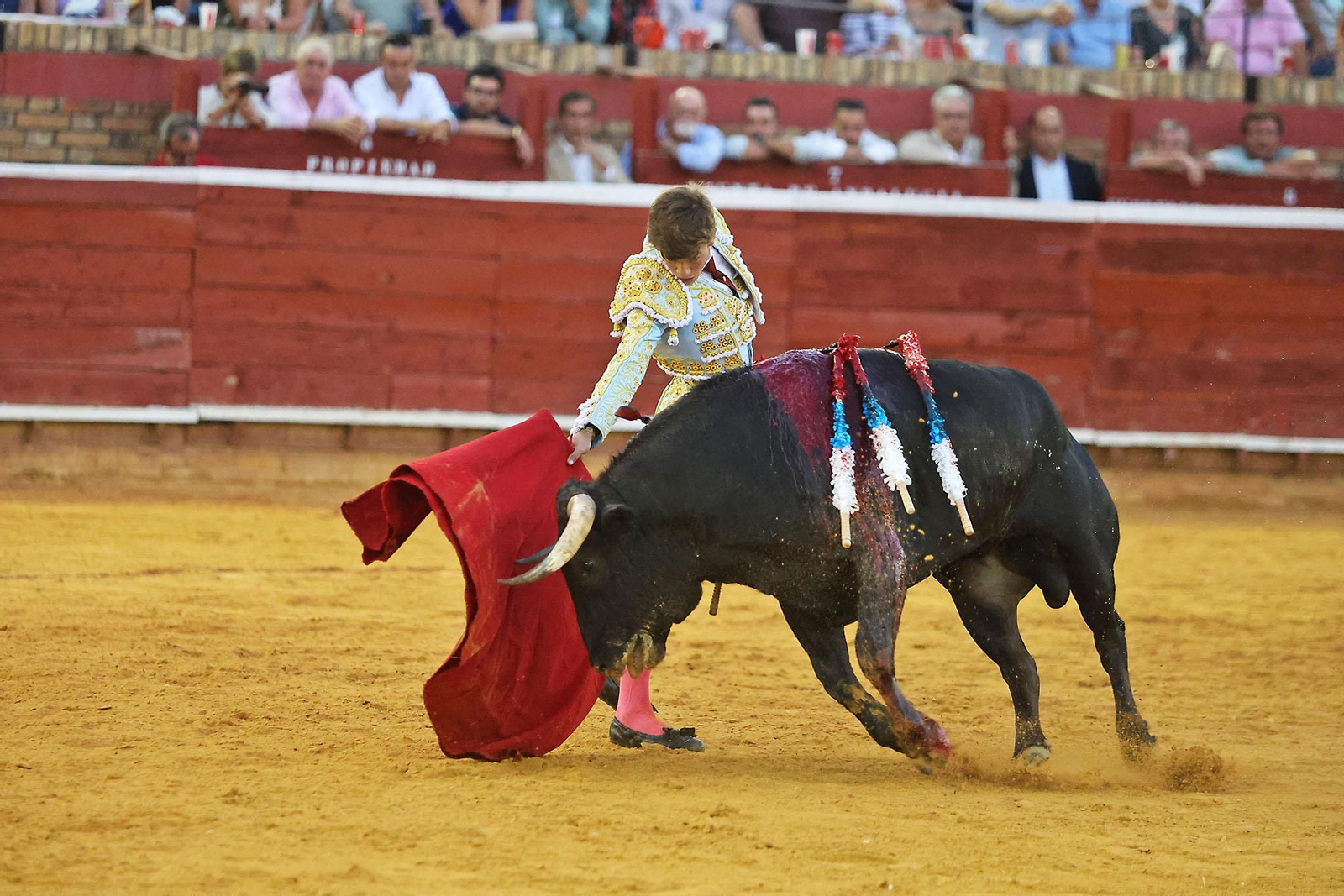 Toros La Merced 2024 Novillada con picadores(