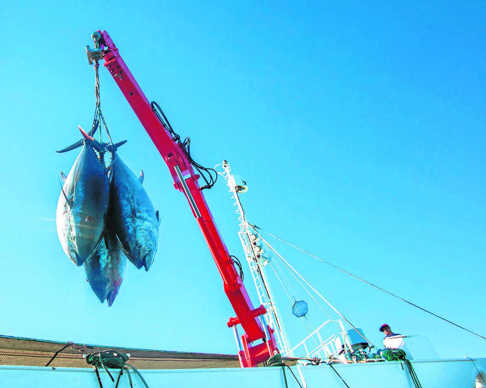 La pesca del atún por Petaca Chico, empresa que mantiene los máximos estándares de calidad en todos los procesos, desde la captura a la comercialización.