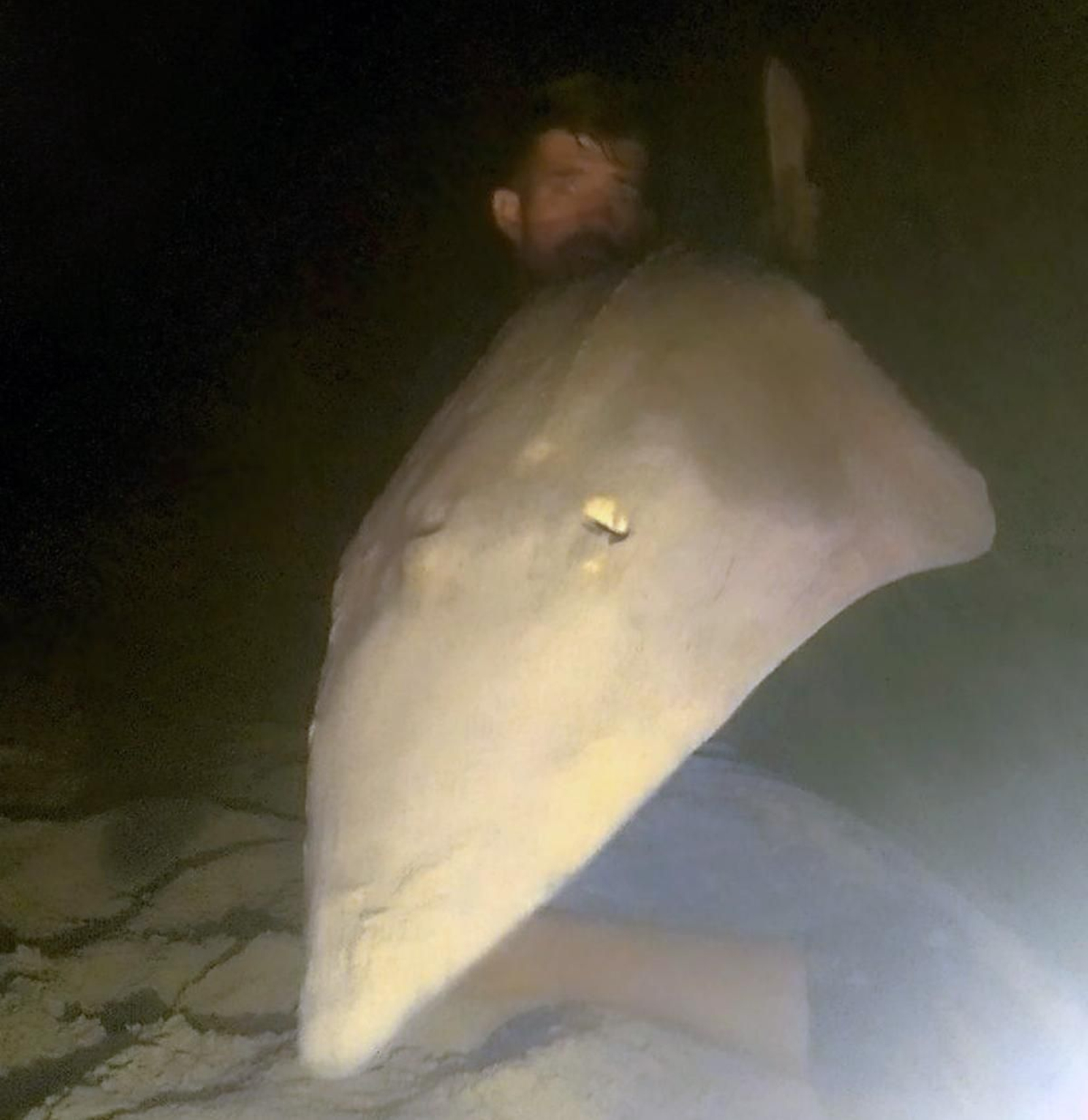 La prioridad del pescador fue soltarlo cuanto antes en buenas condiciones