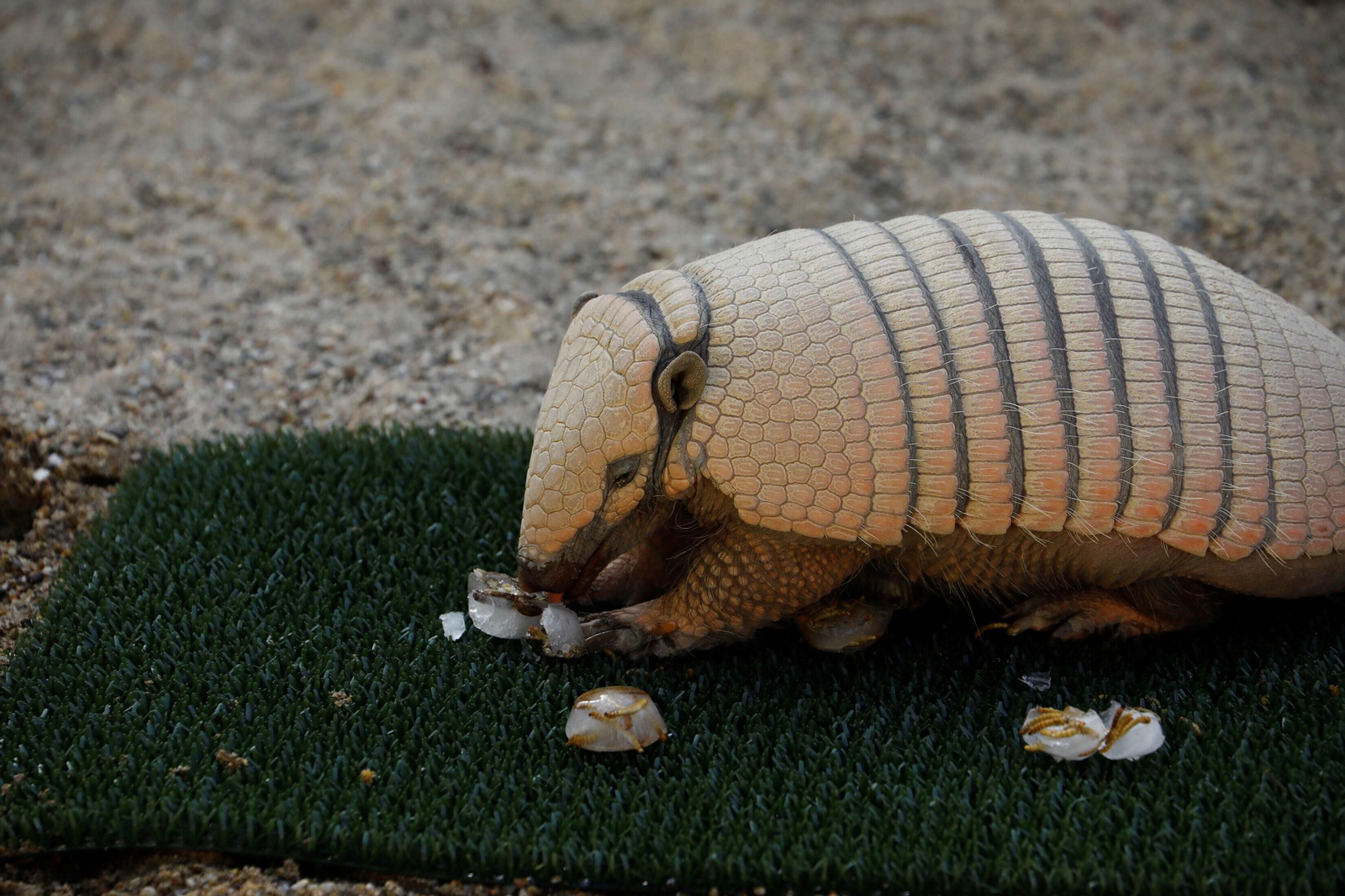Fotogalería: Así viven los animales del Zoo de Córdoba los meses de verano