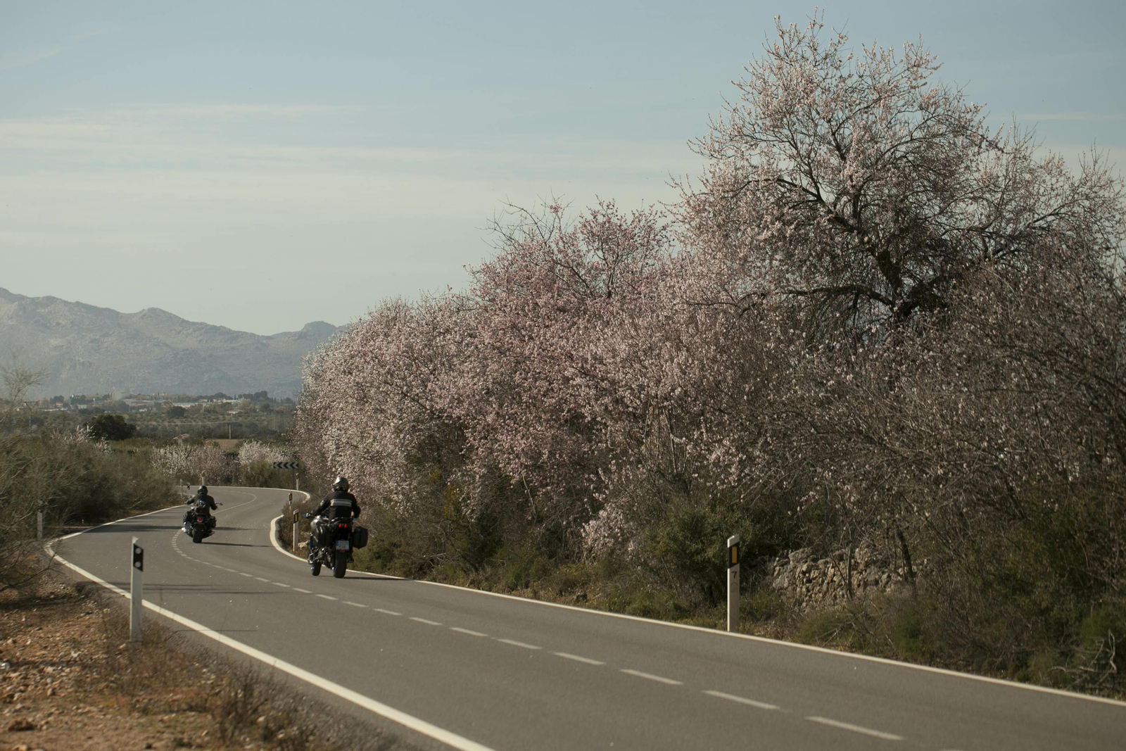 Fotos: los almendros anuncian la primavera