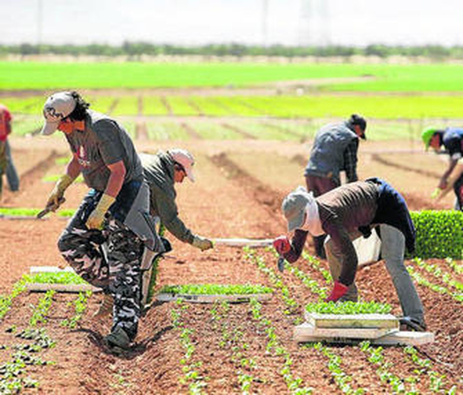 Instalaciones de la empresa Primaflor en Pulpí.