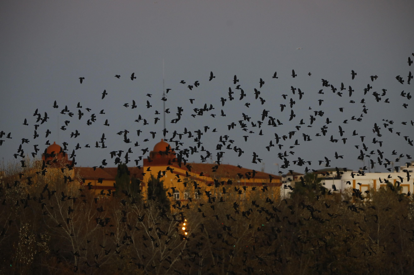 Las aves que habitan en Los Sotos de la Albolafia de Córdoba, en fotografías