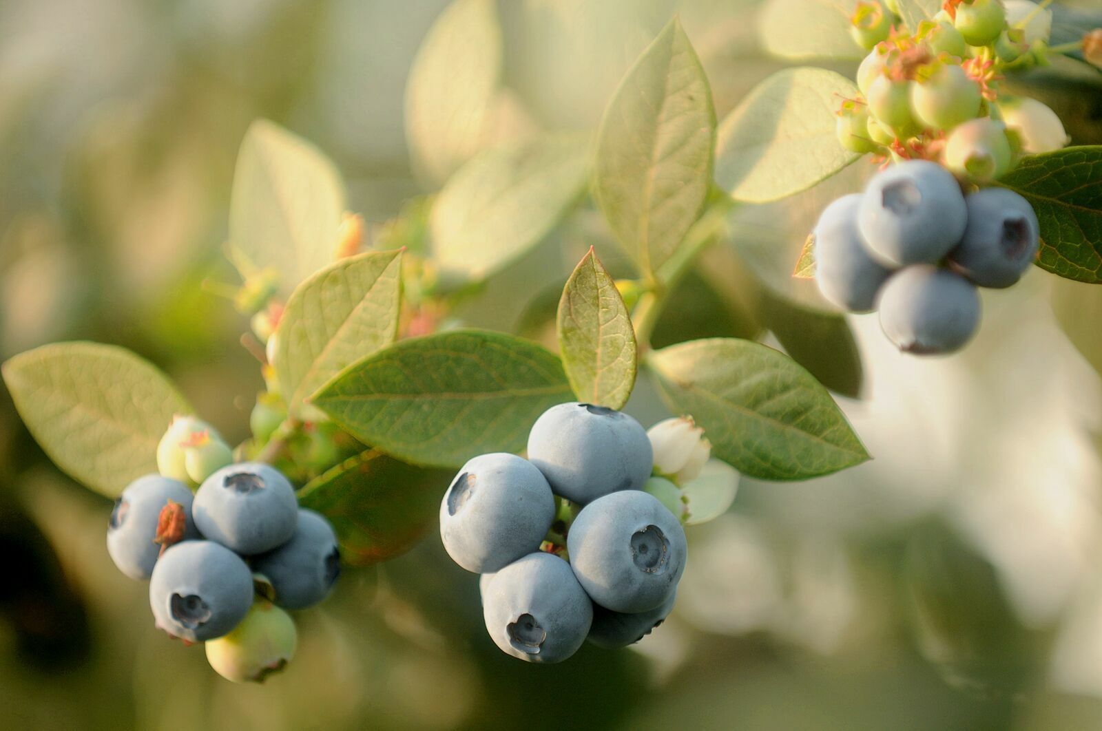 Arándano en la rama.