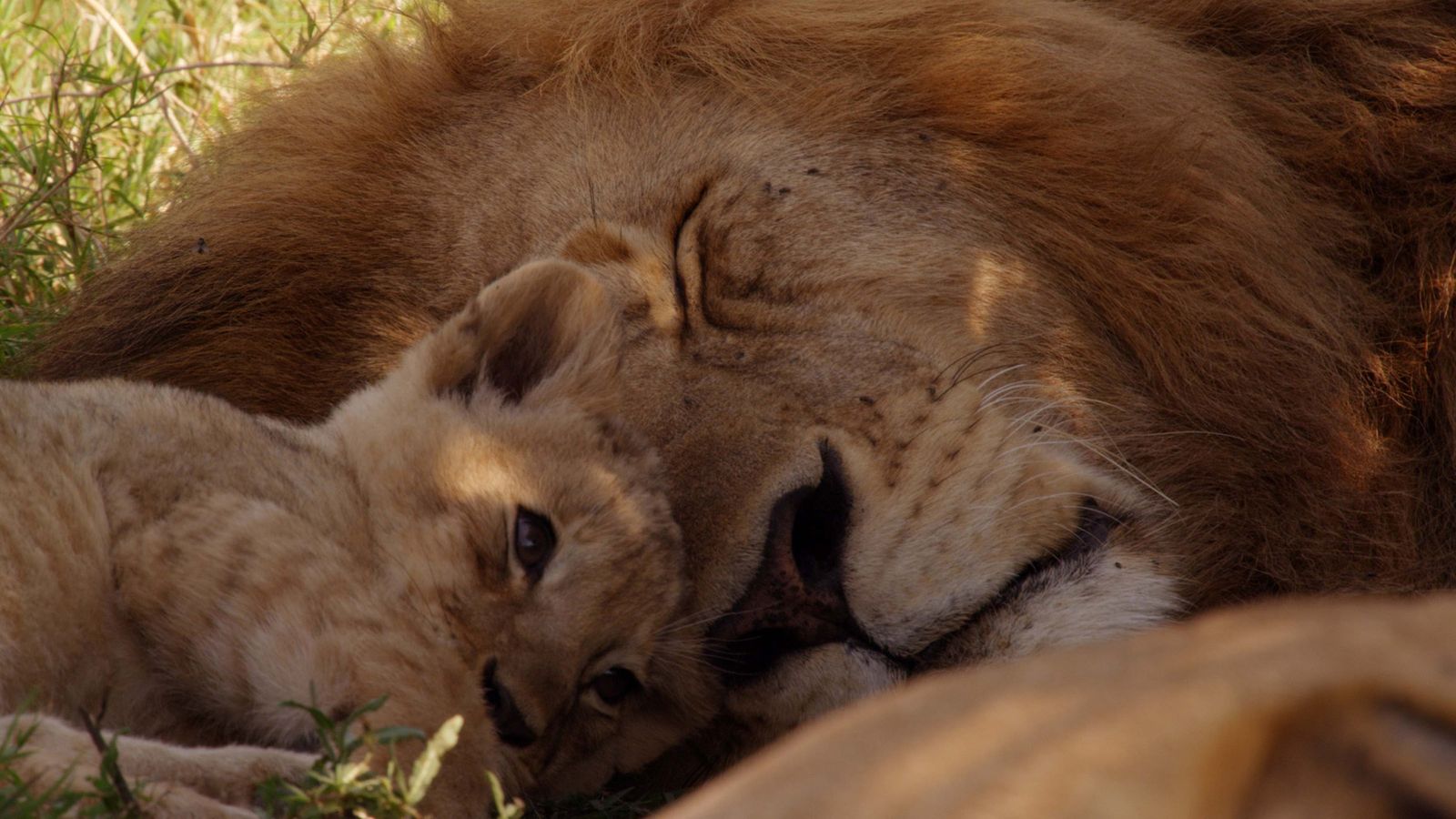 Un león y su cachorro en el primer episodio de 'Historia de la vida', serie de la BBC.