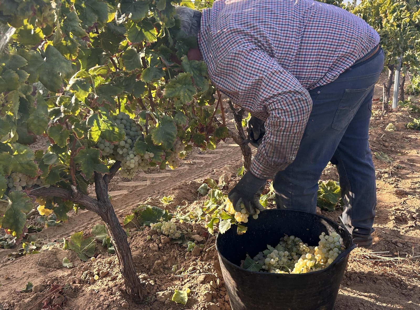 Campaña de la vendimia, este año en Huelva.