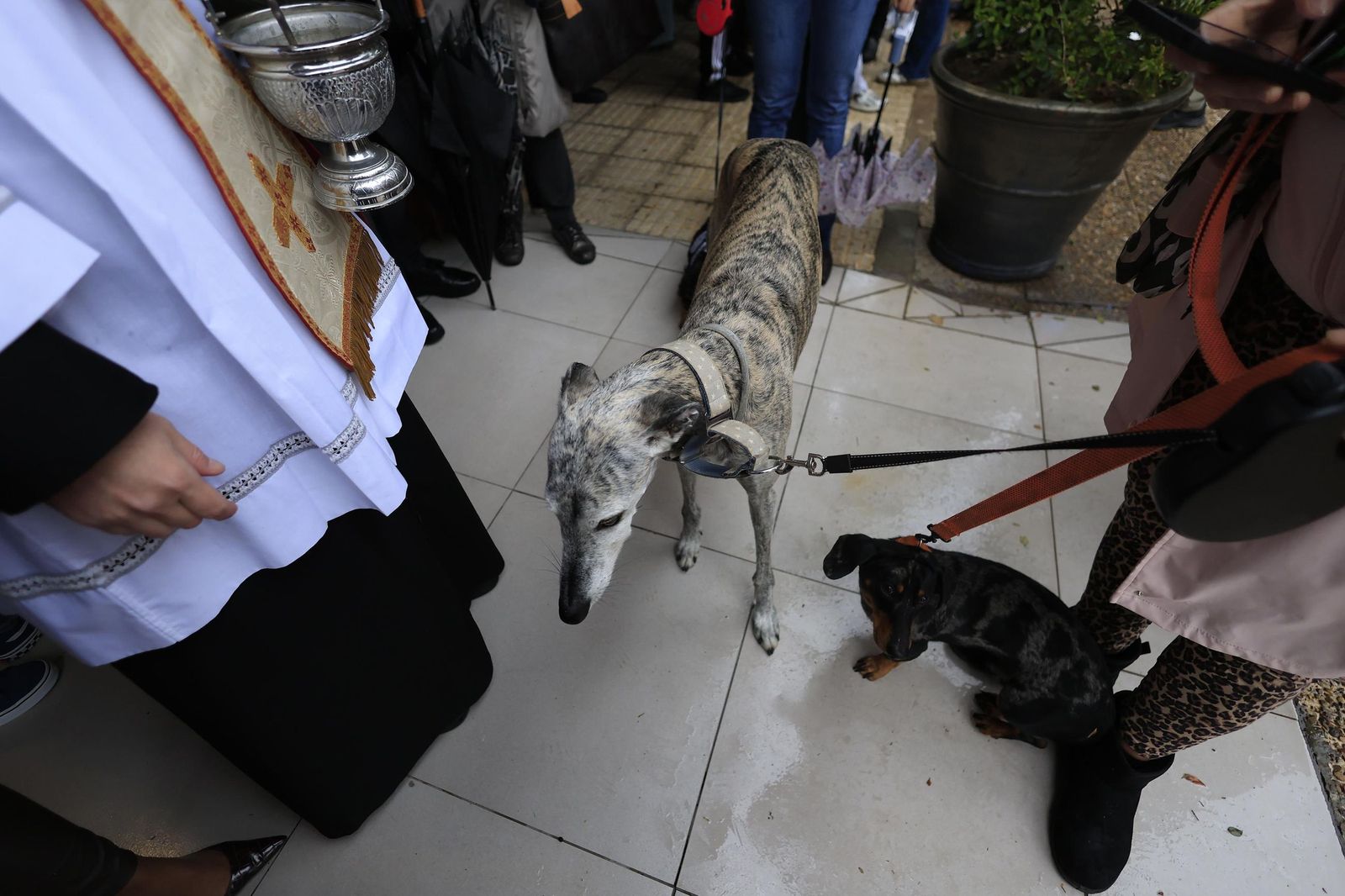 Las fotografías de la bendición de las mascotas por San Antón 2026