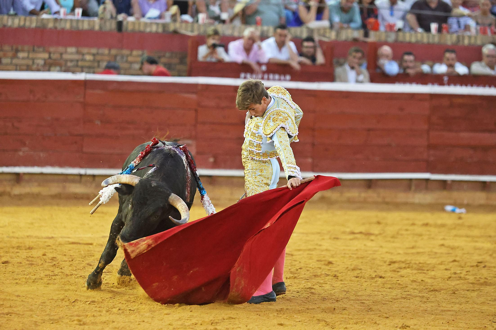 Toros La Merced 2024 Novillada con picadores(