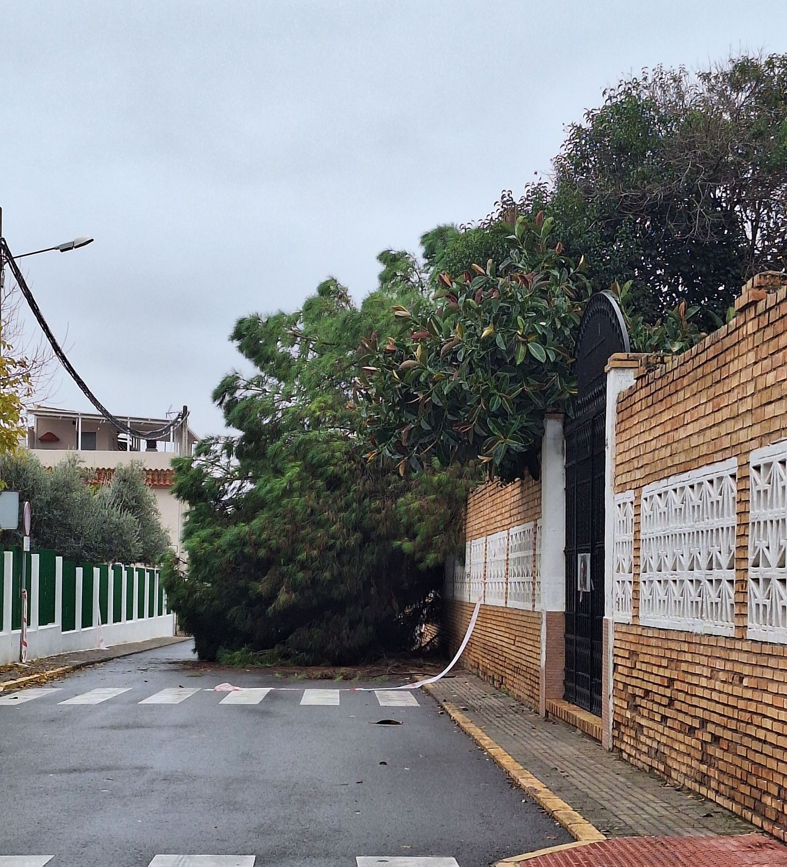 Árbol del recinto de las Madres Filipenses caído sobre la calle Cortes Españolas de Puente Genil.