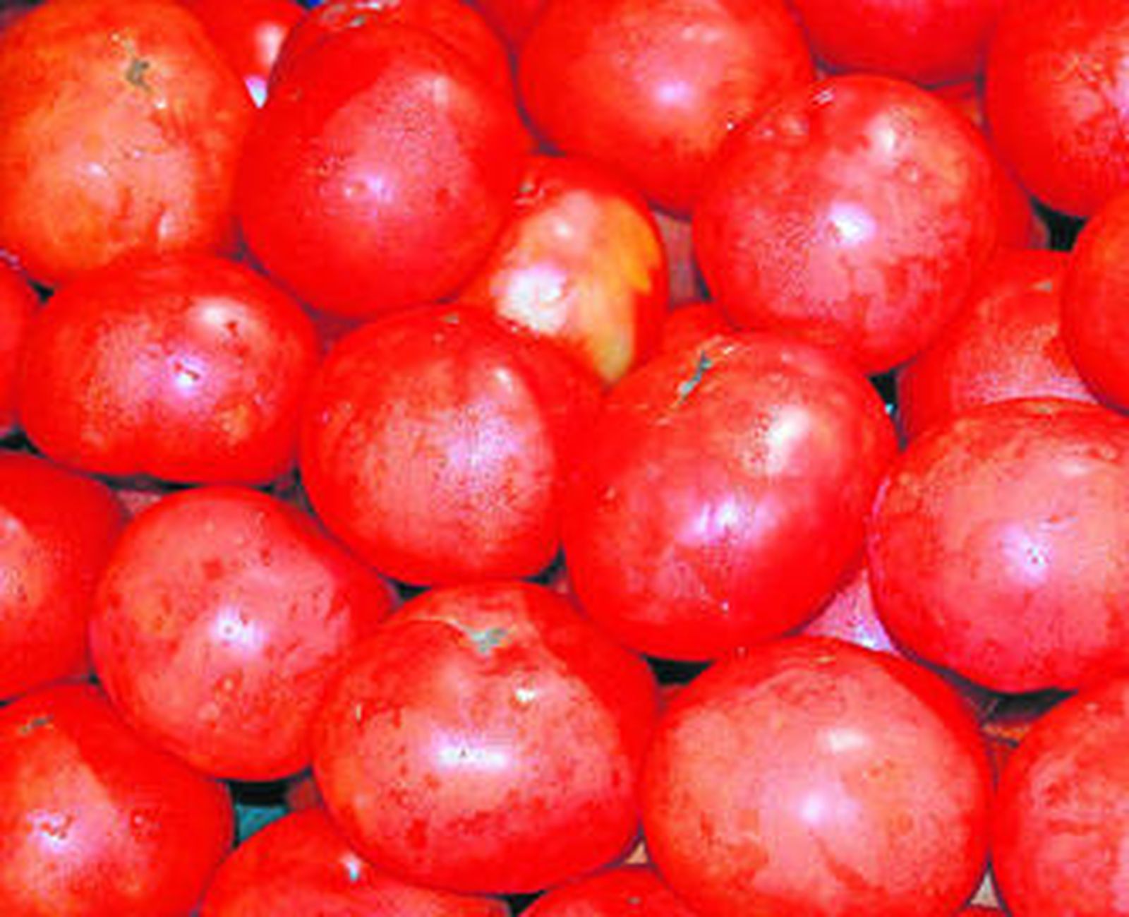 Tomates enriquecidos con vitamina C.