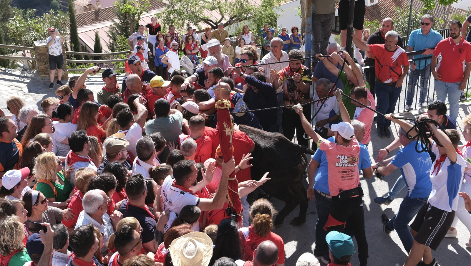 Imágenes de los toros ensogaos y San Marcos, en las Fiestas de Ohanes