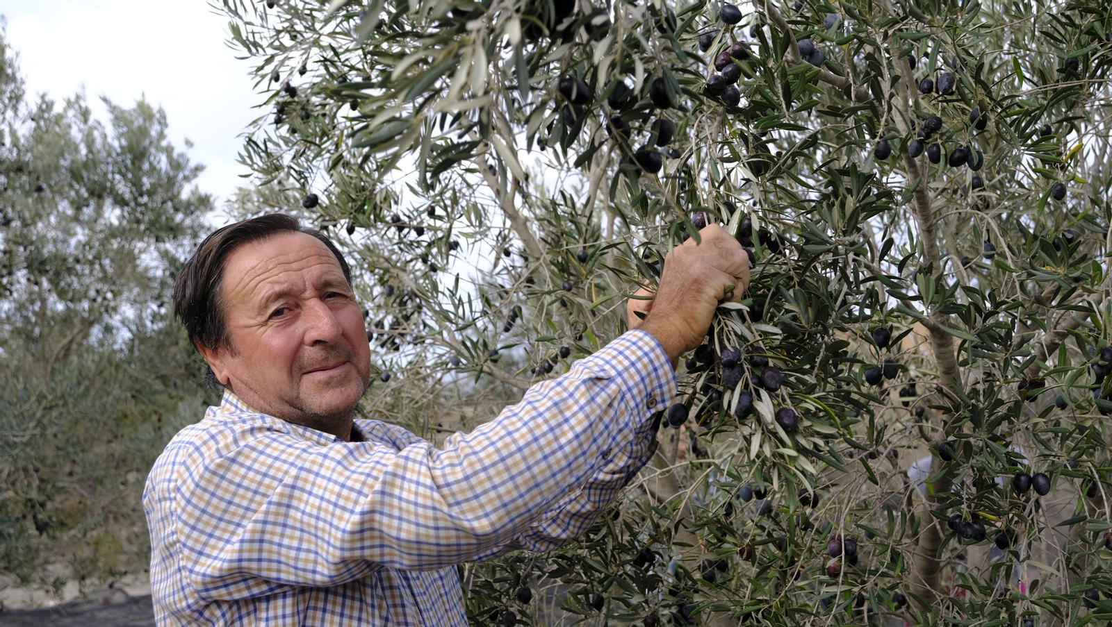 Época de recogida de aceitunas, en imágenes