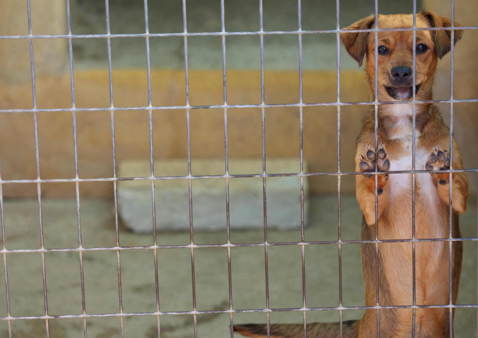 Perros que buscan familia en la Protectora de Animales de Málaga