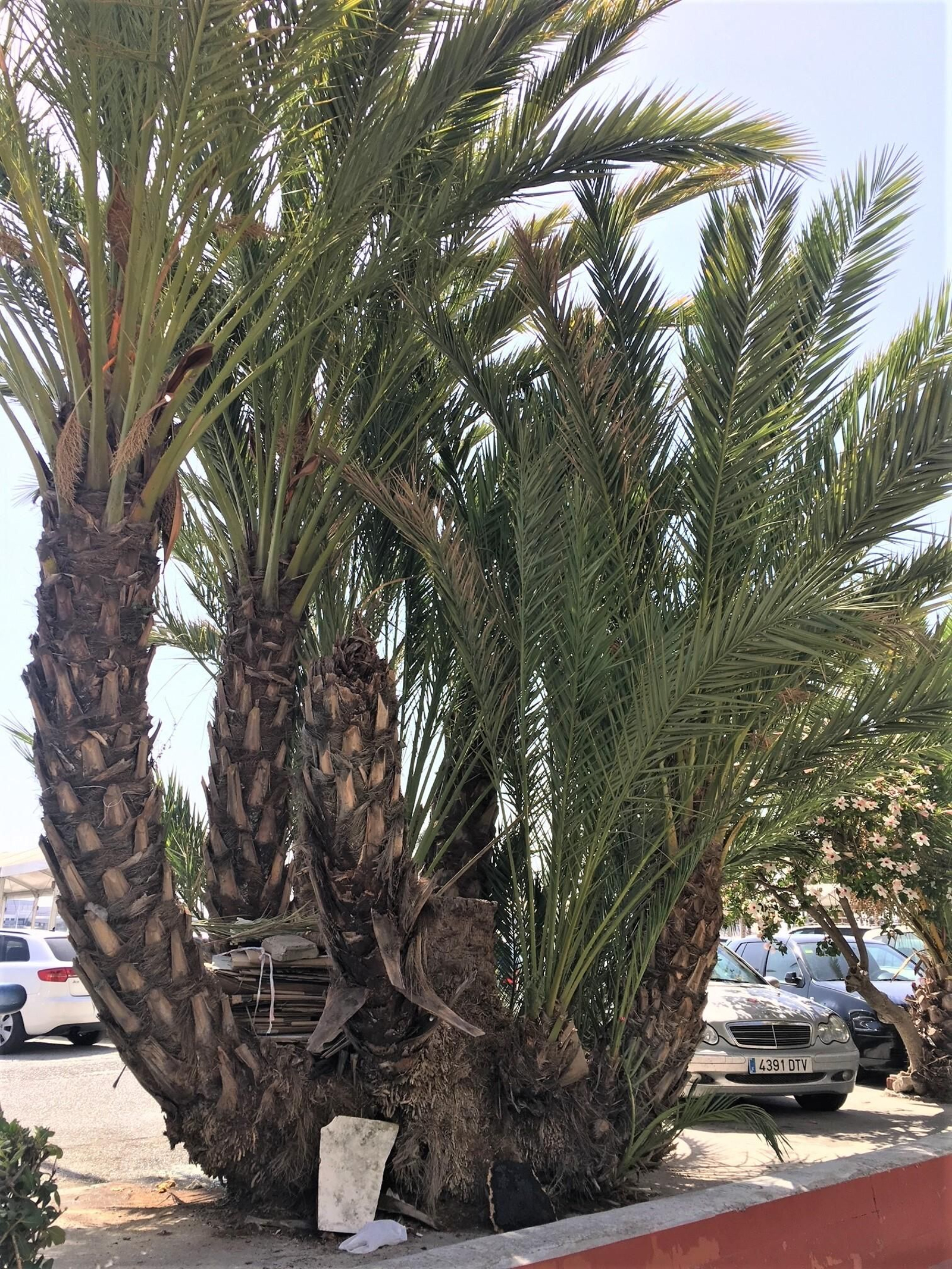 La palmera imperial Paseo Marítimo.