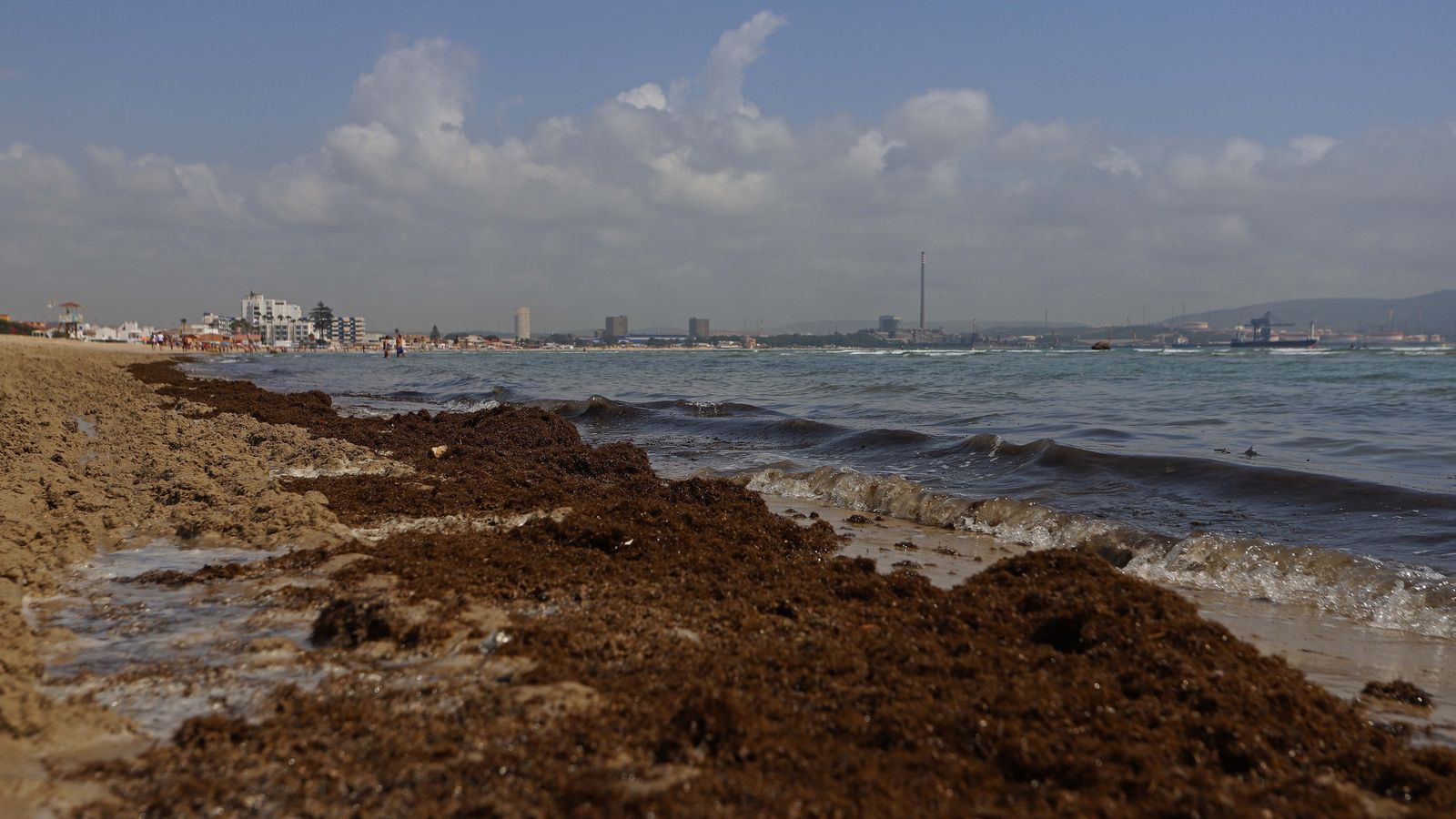 Fotos del alga invasora en El Rinconcillo