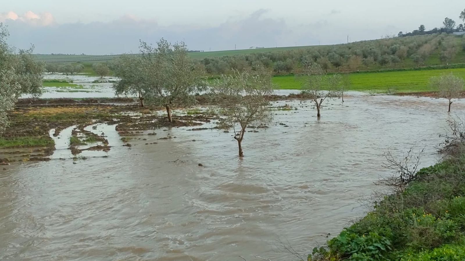 Un olivar anegado.