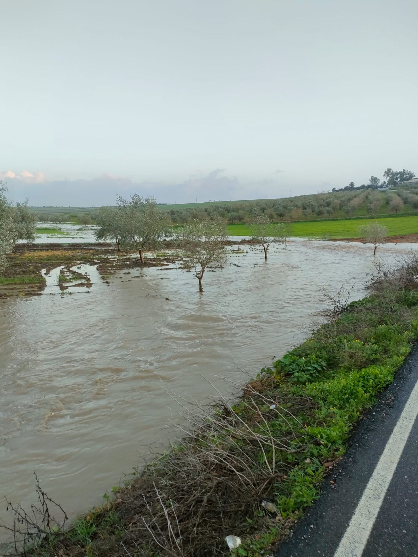Un olivar anegado.