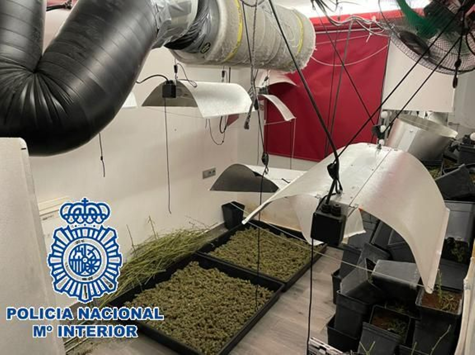 El invernadero de marihuana desmantelado.