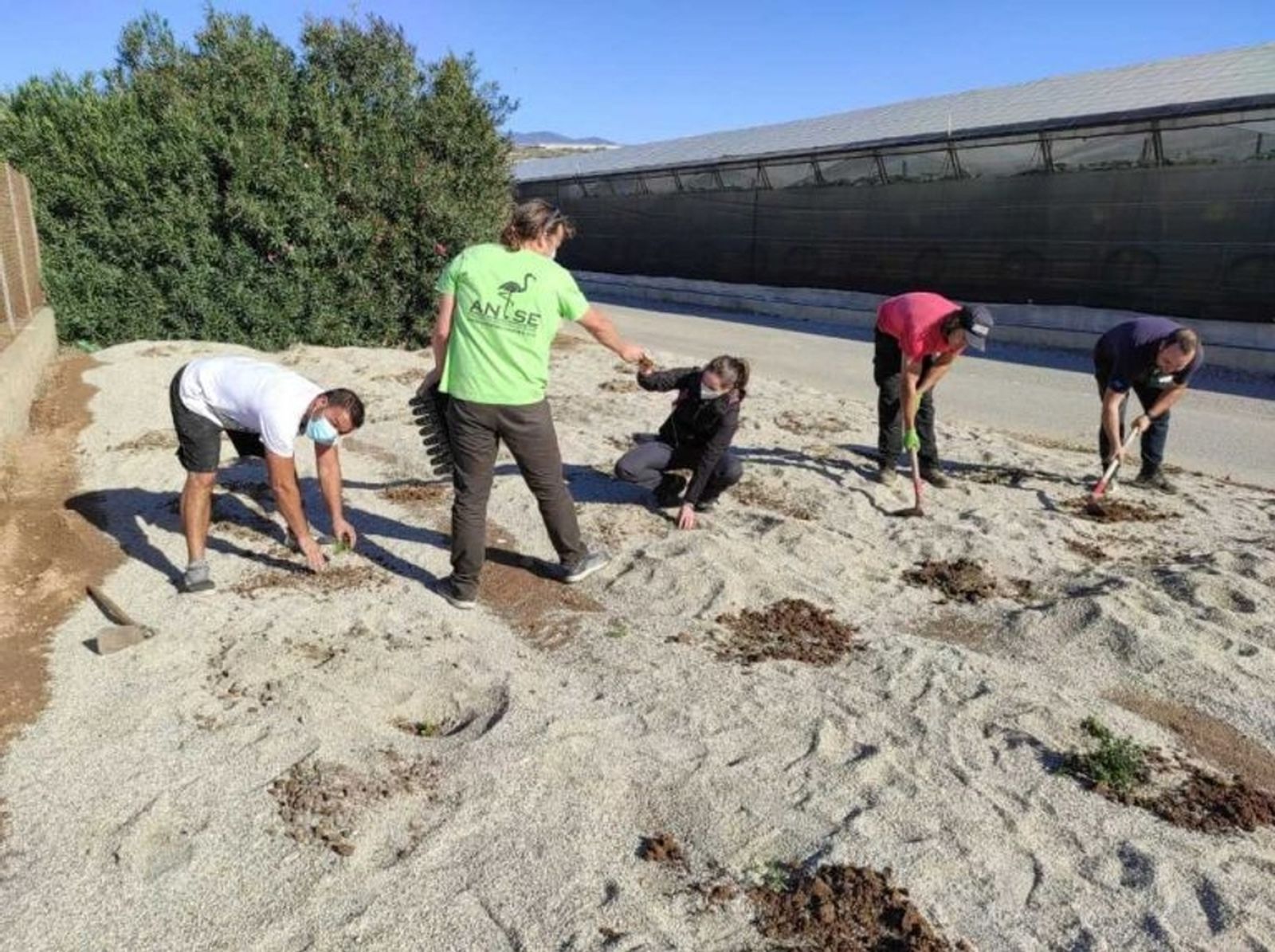 Plantación de setos en los alrededores de los invernaderos.