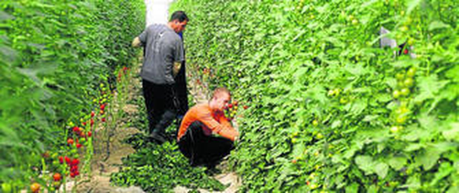 El tomate ha cerrado una campaña 2015-2016 con unas cotizaciones muy bajas, en líneas generales.