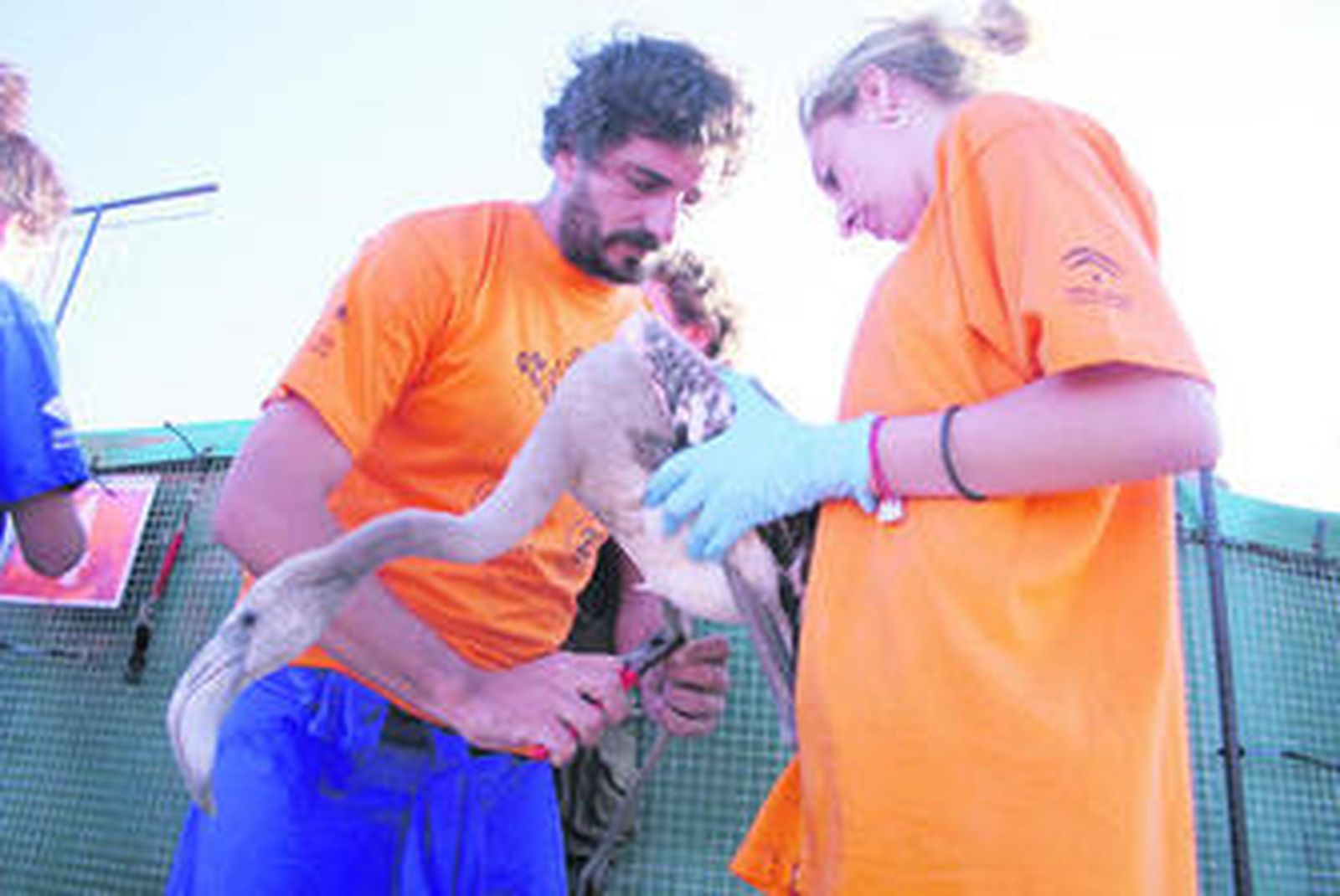 Anillamiento y medición del pico de los pollos de flamenco.