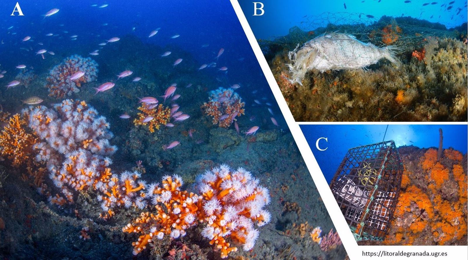 Imagen de las especies marinas presentes en la zona y de los efectos de la basura en la Punta de la Mona