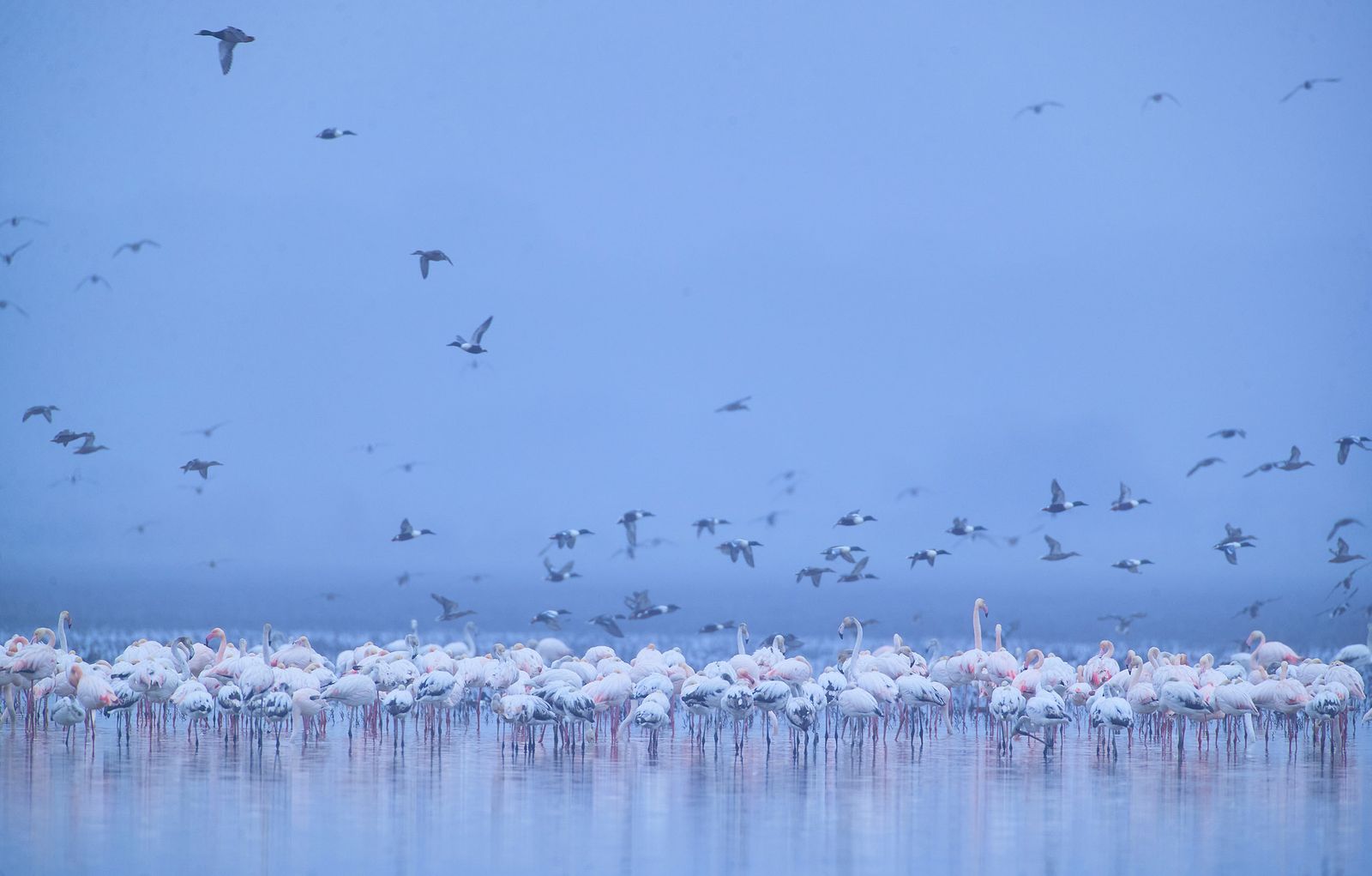 Flamencos y patos cucharas, en la Dehesa de Abajo.