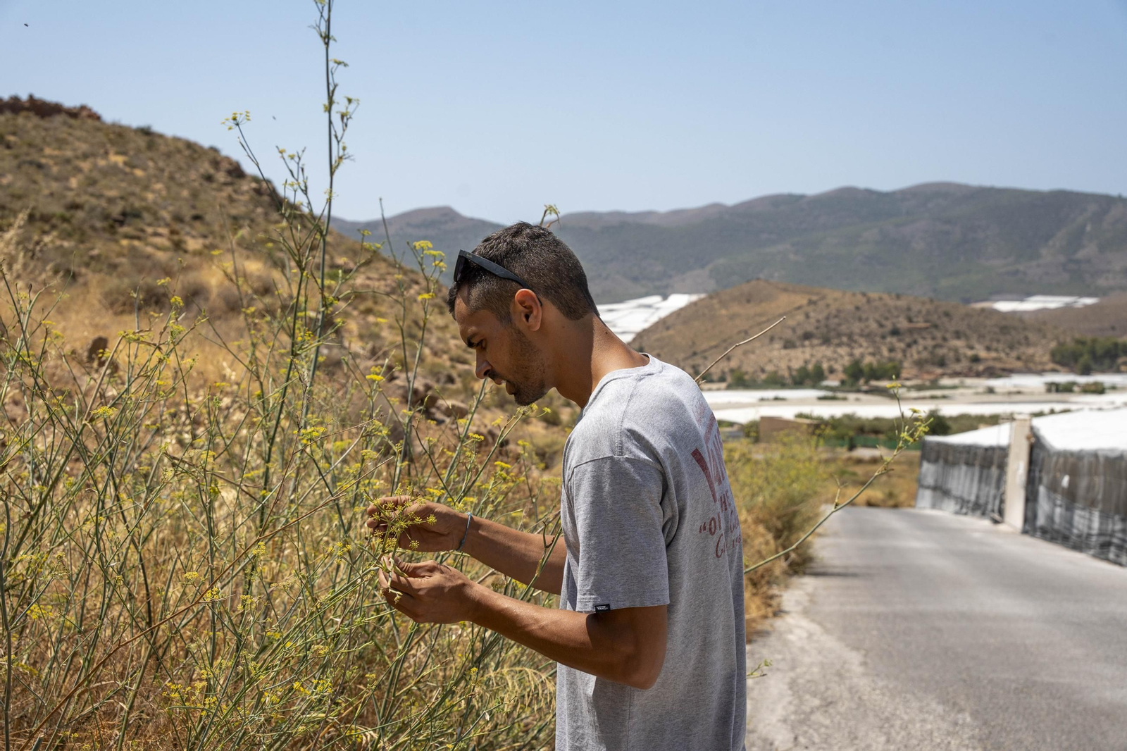 Las imágenes de la suelta de bichos depredadores para la lucha biológica en invernadero por Agrobio