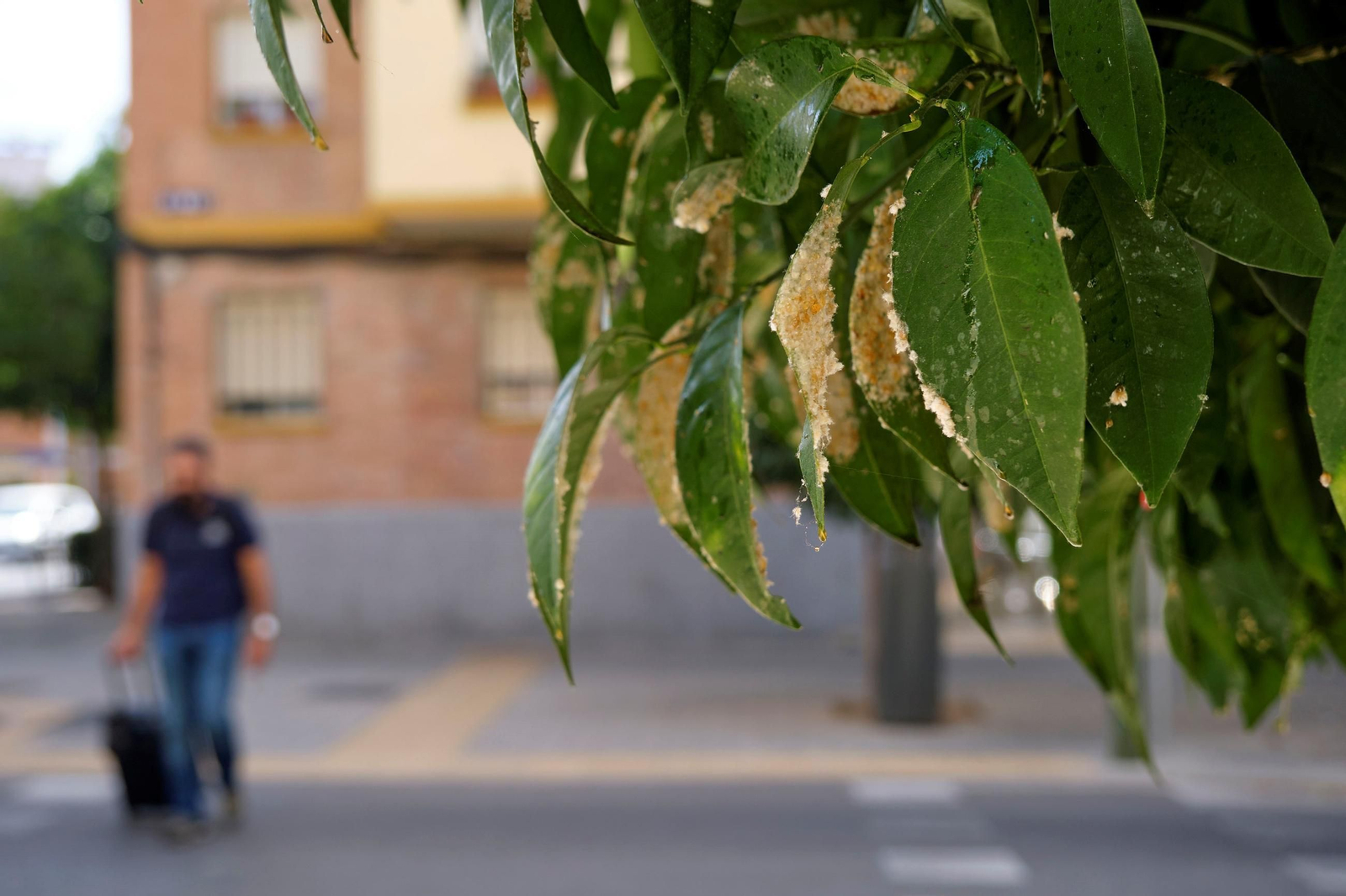 Así están los naranjos de Sevilla