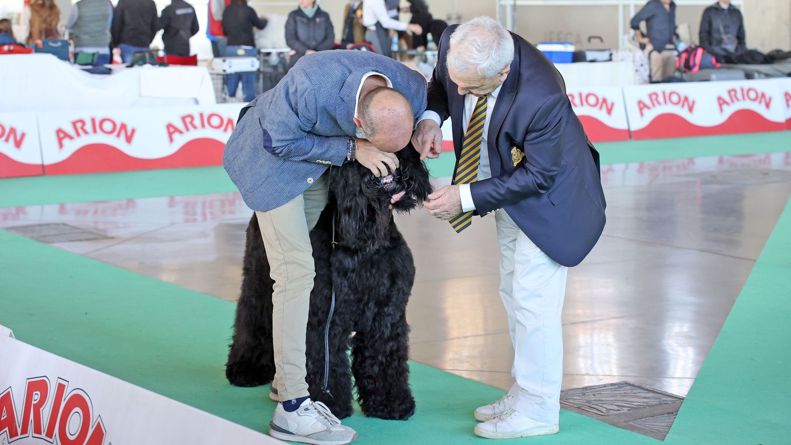 Imágenes de la 49ª edición de la Exposición Nacional Canina y la 25ª edición de la Exposición Internacional Canina en IFECA Jerez