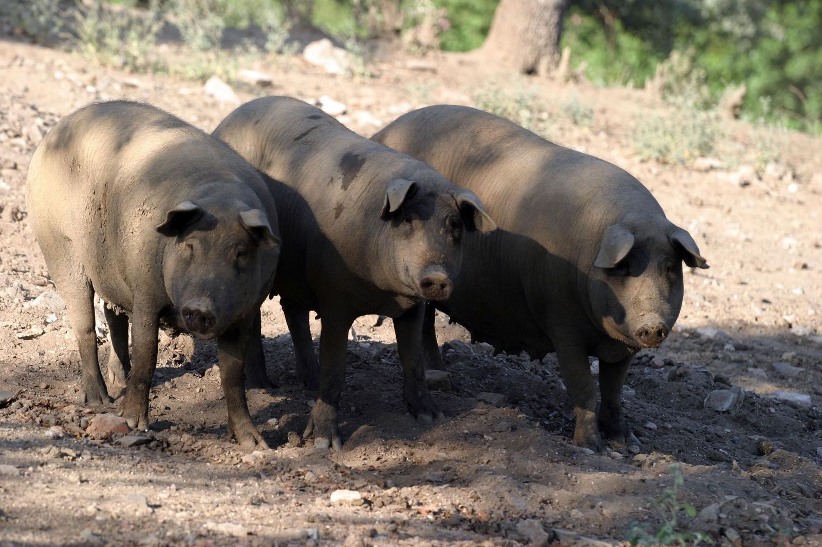 Varios ejemplares de cerdos.