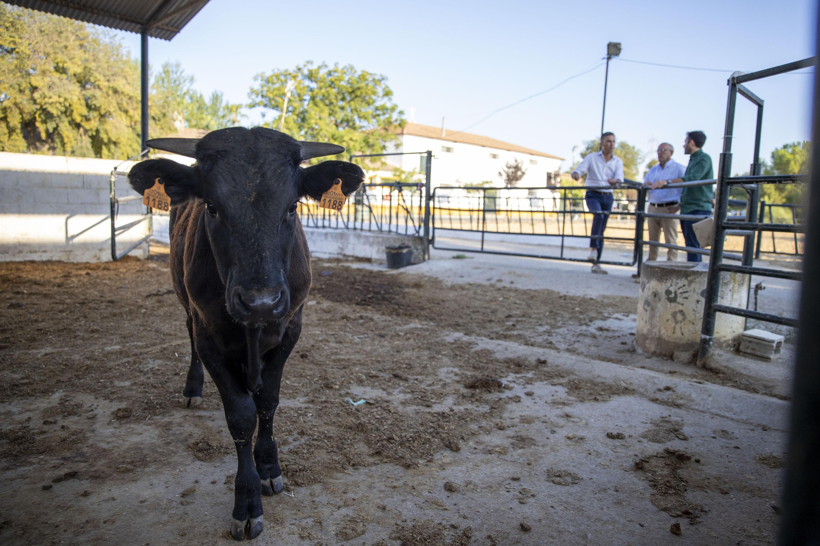 Visita institucional al banco de plasma para los sementales de bovino raza negra andaluza. Visita institucional al banco de plasma para los sementales de bovino raza negra andaluza.