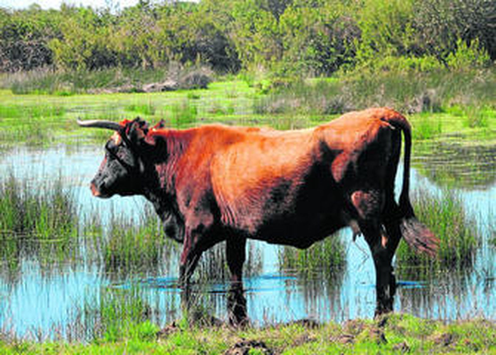El sector de la carne de vacuno es uno de los que resultaría más afectado por las importaciones de Mercosur.