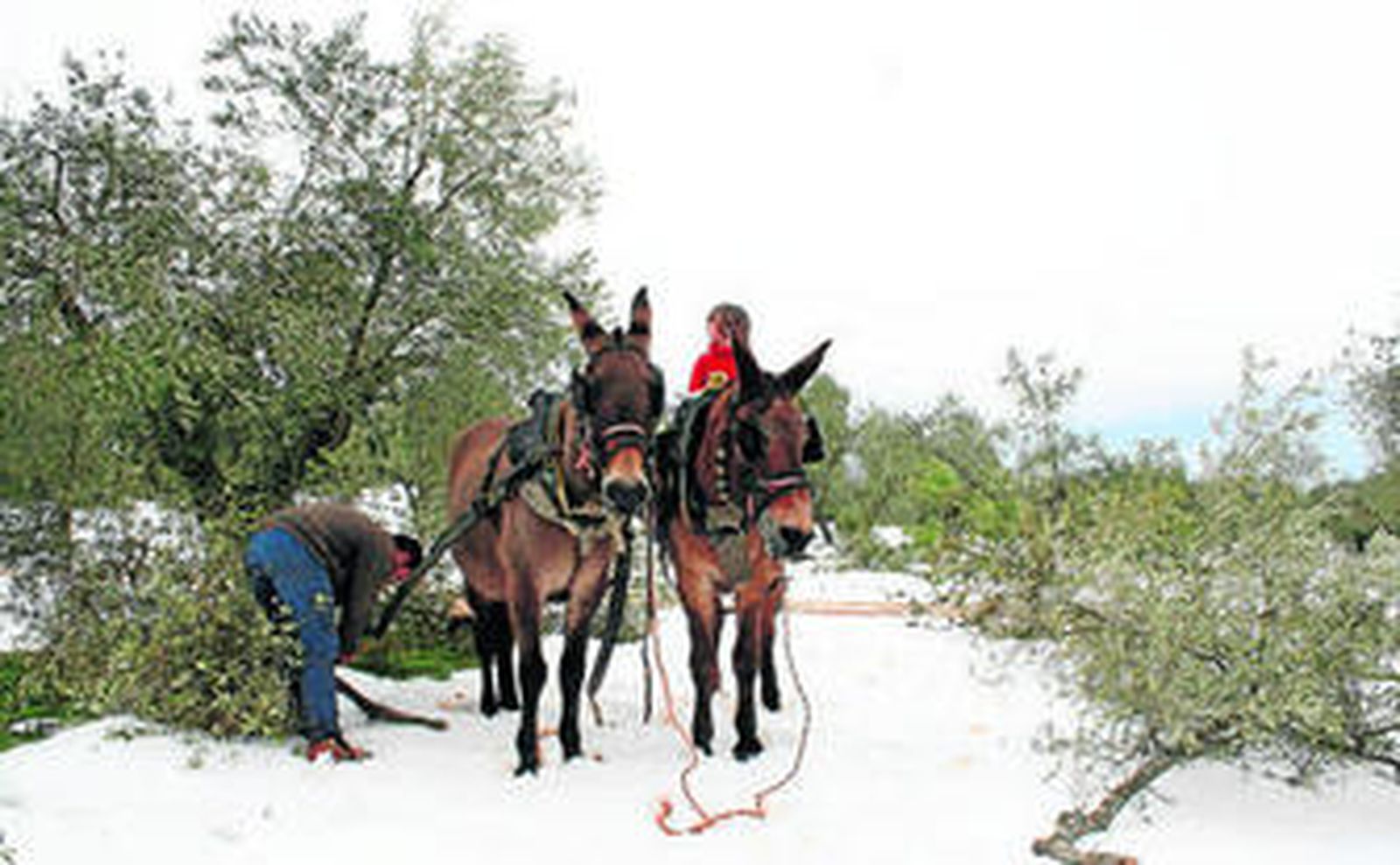 La arboleda perdida no es una licencia poética