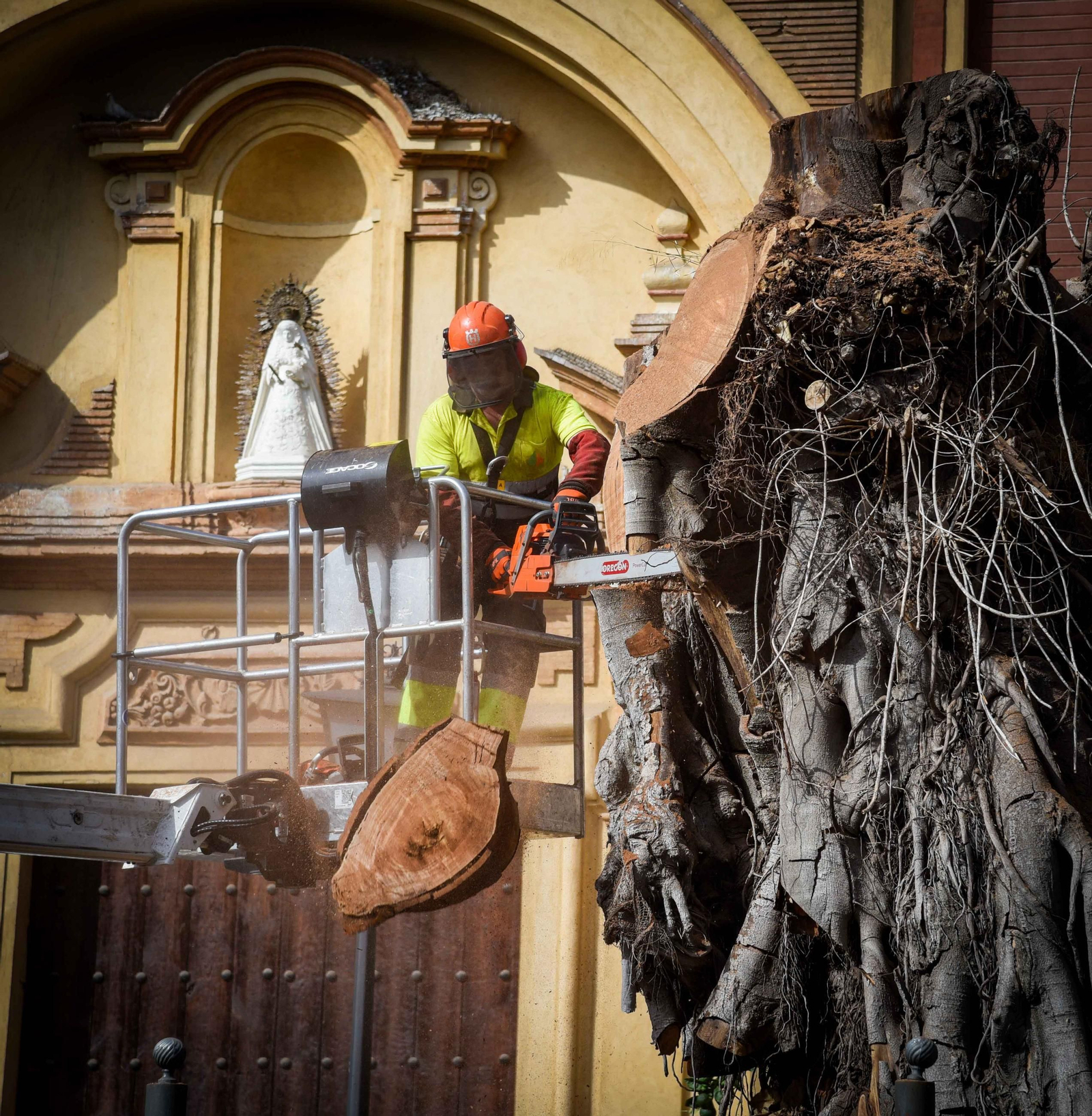 Imágenes de la tala definitiva del ficus de San Jacinto