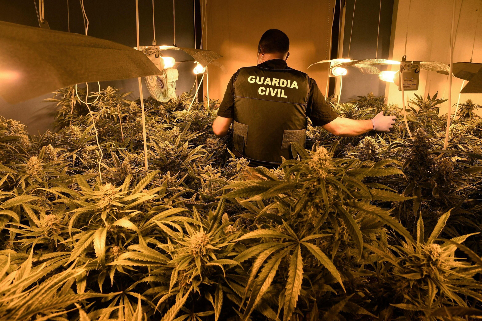 Un agente de la Guardia Civil en una plantación de marihuana ilegal indoor. Un agente de la Guardia Civil en una plantación de marihuana ilegal indoor.