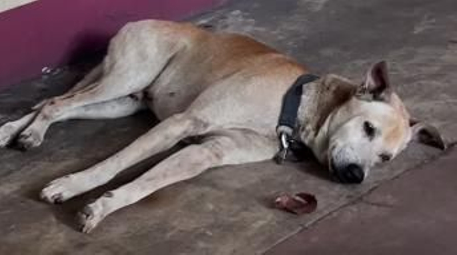 Morgan, el 'Hachiko filipino'