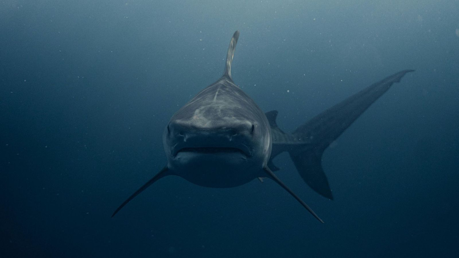 Un ejemplar de tiburón blanco.