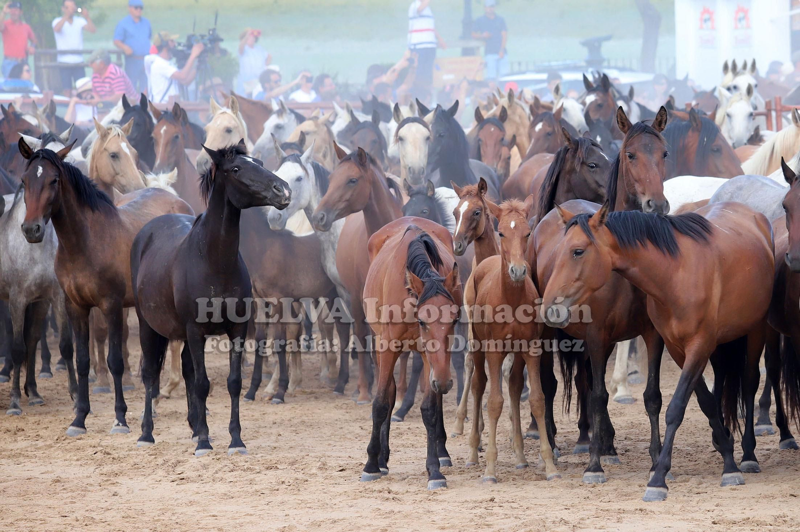Imágenes de la saca de yeguas 2019